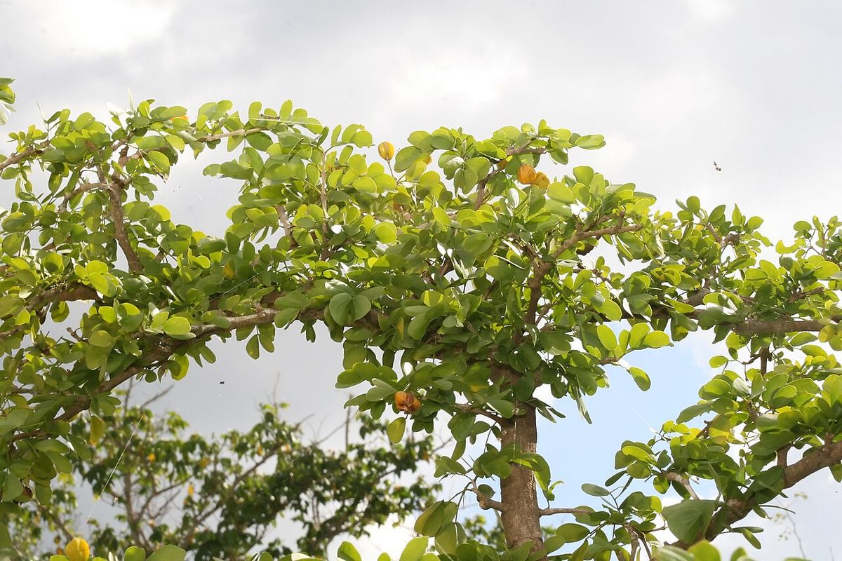 Copa densa de guayacán con las hojas pequeñas recortada contra el cielo.