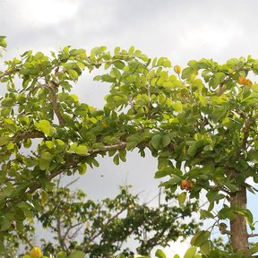 Copa densa de guayacán con las hojas pequeñas recortada contra el cielo.