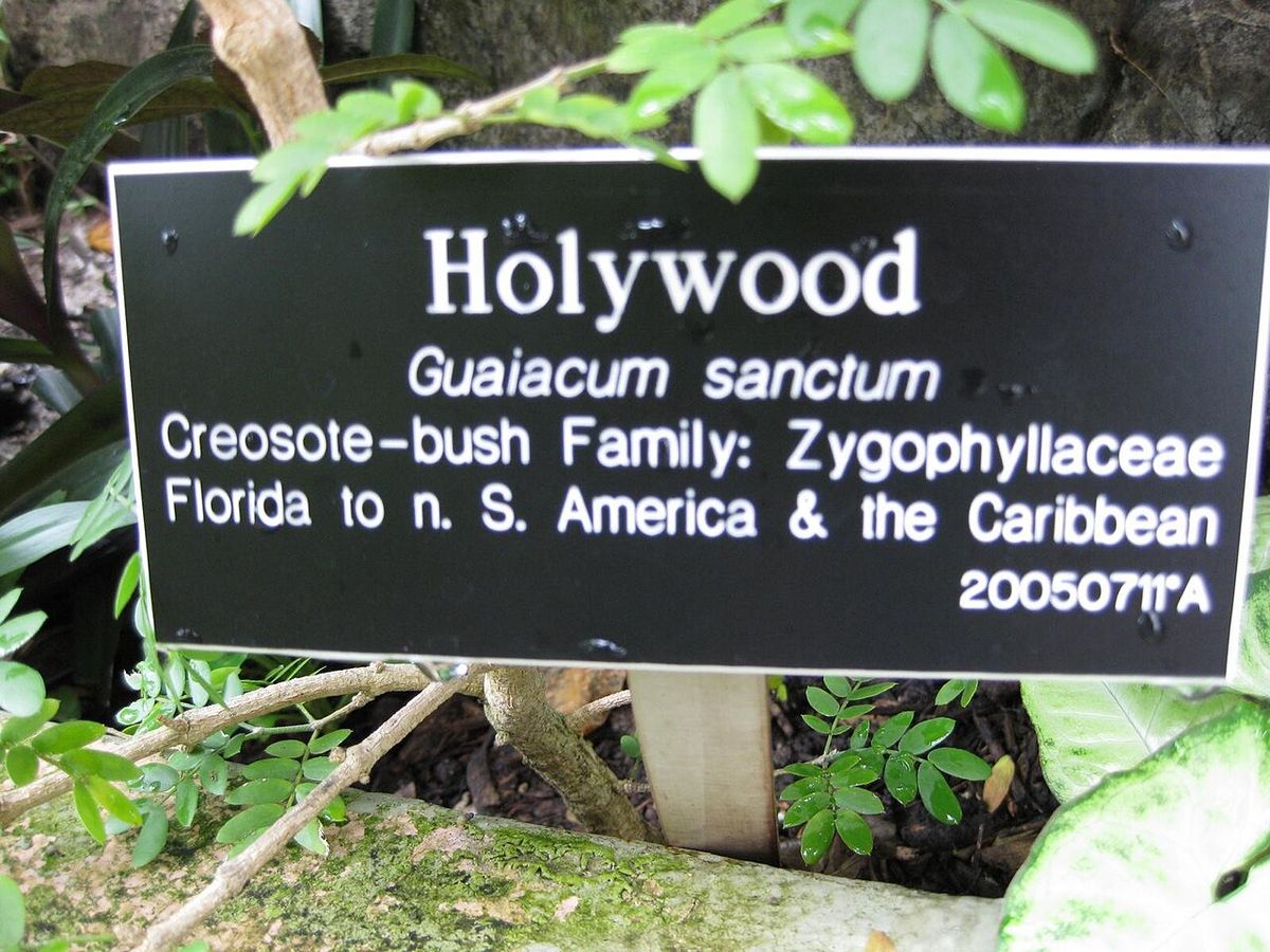 Letrero negro de jardín botánico con el nombre Guaiacum sanctum y su familia.
