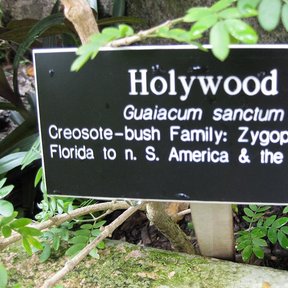 Letrero negro de jardín botánico con el nombre Guaiacum sanctum y su familia.