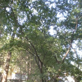 Guayacanes de tronco claro a lo largo de un andador arbolado.