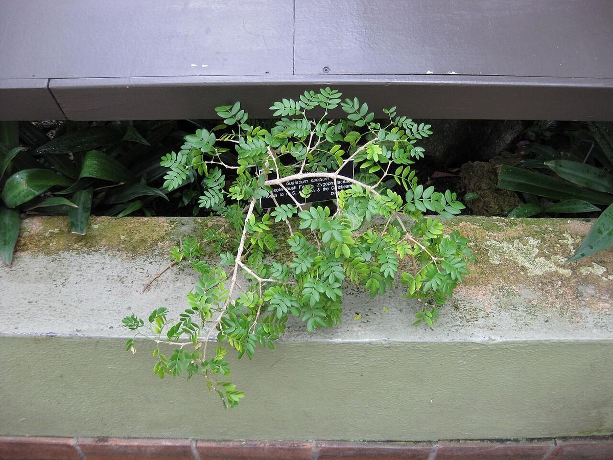 Rama de guayacán asomando por encima del pretil de un muro de jardín.