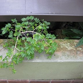 Rama de guayacán asomando por encima del pretil de un muro de jardín.