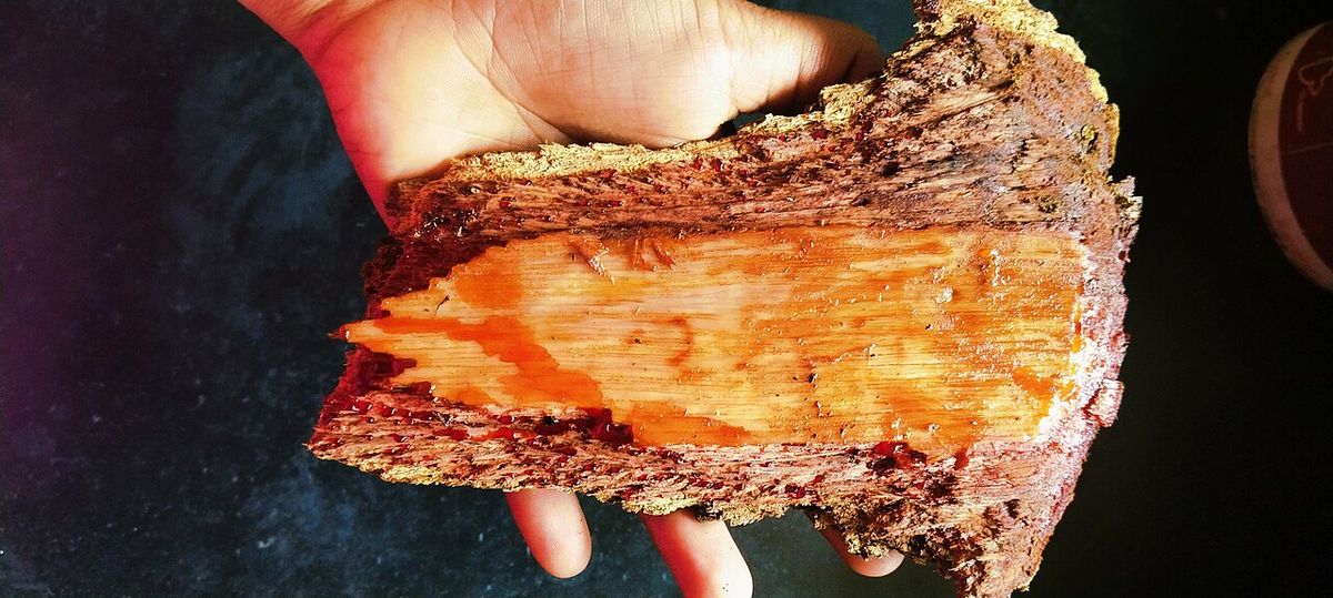 Una mano sostiene un trozo de palo de tinte partido, con el duramen anaranjado.