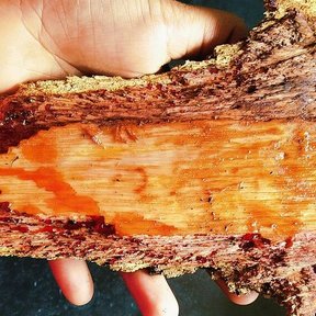 Una mano sostiene un trozo de palo de tinte partido, con el duramen anaranjado.