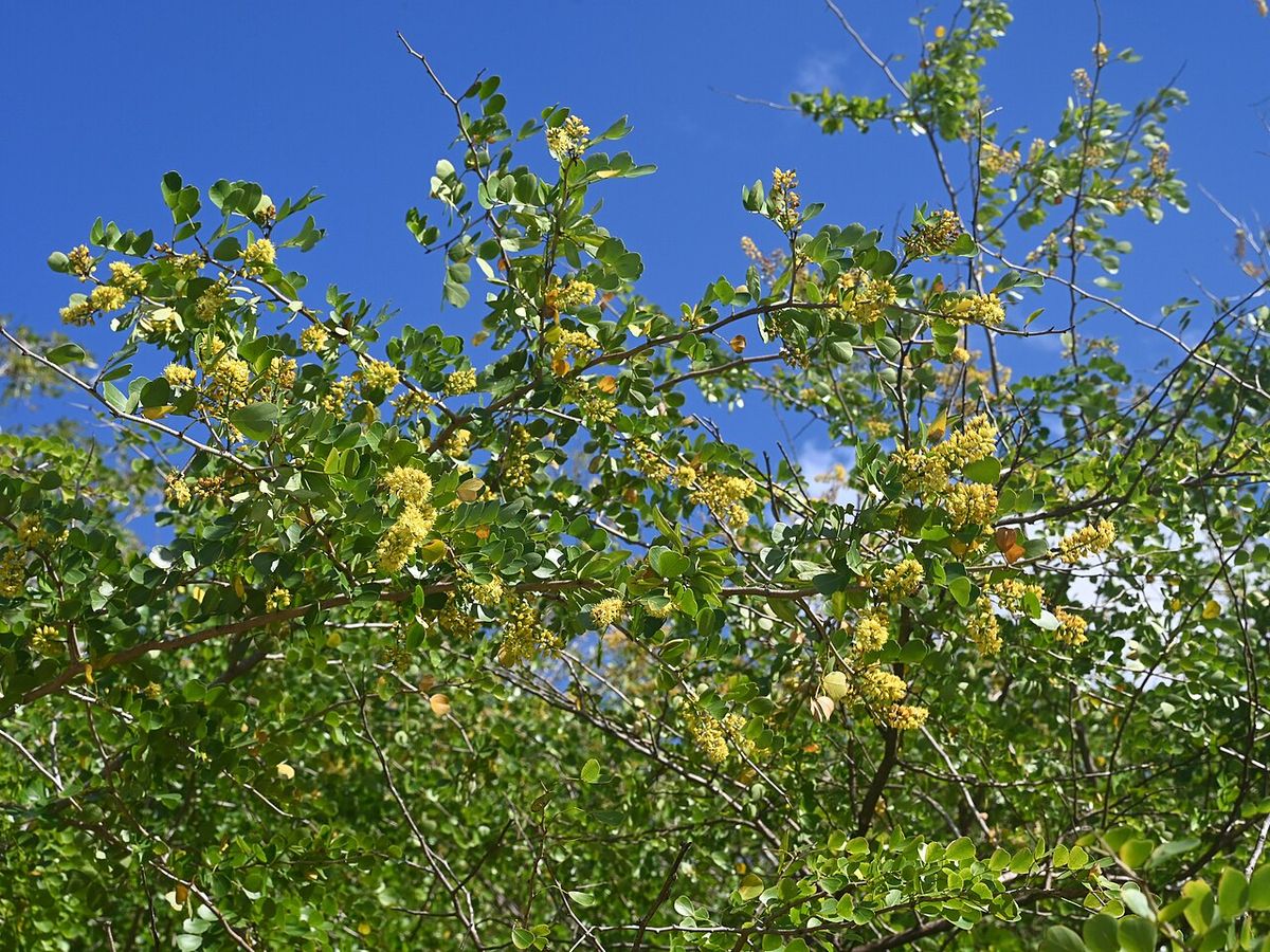 Copa de palo de tinte cargada de racimos amarillos contra un cielo azul.