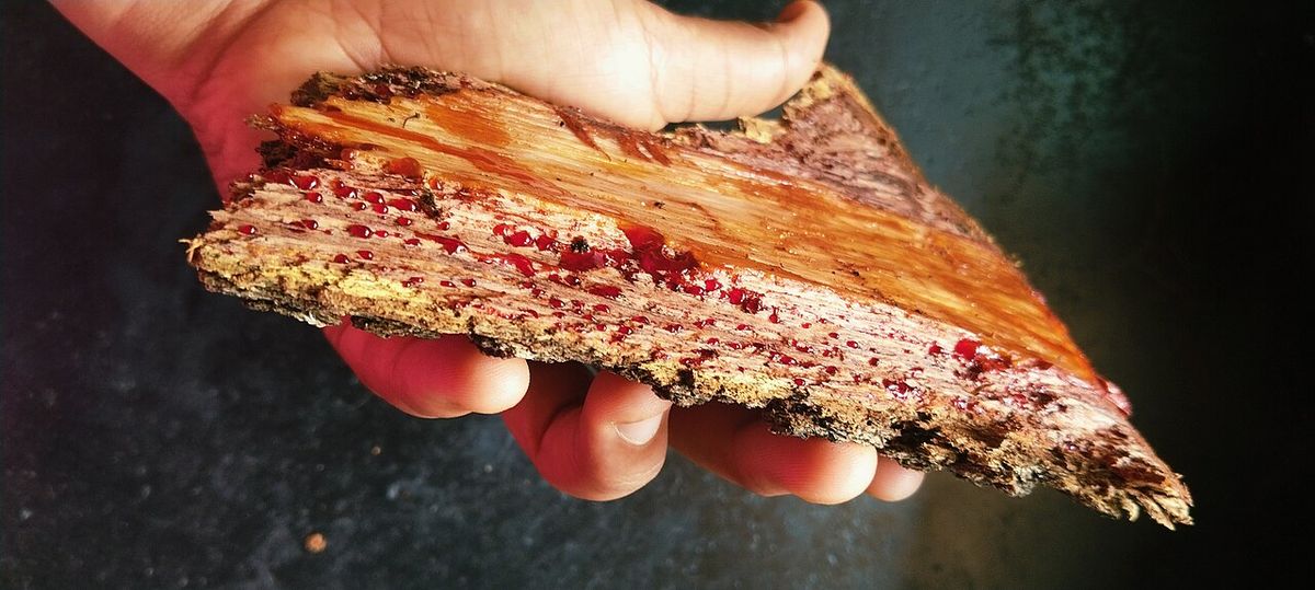 Una mano sostiene una tabla de palo de tinte con vetas rojizas y moradas.