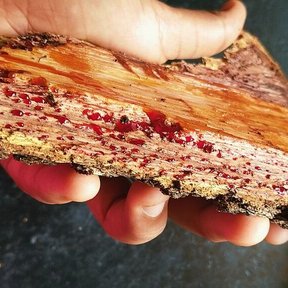 Una mano sostiene una tabla de palo de tinte con vetas rojizas y moradas.