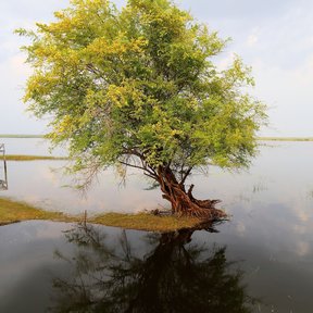 Palo de tinte de copa amarilla creciendo dentro del agua, con su reflejo entero.