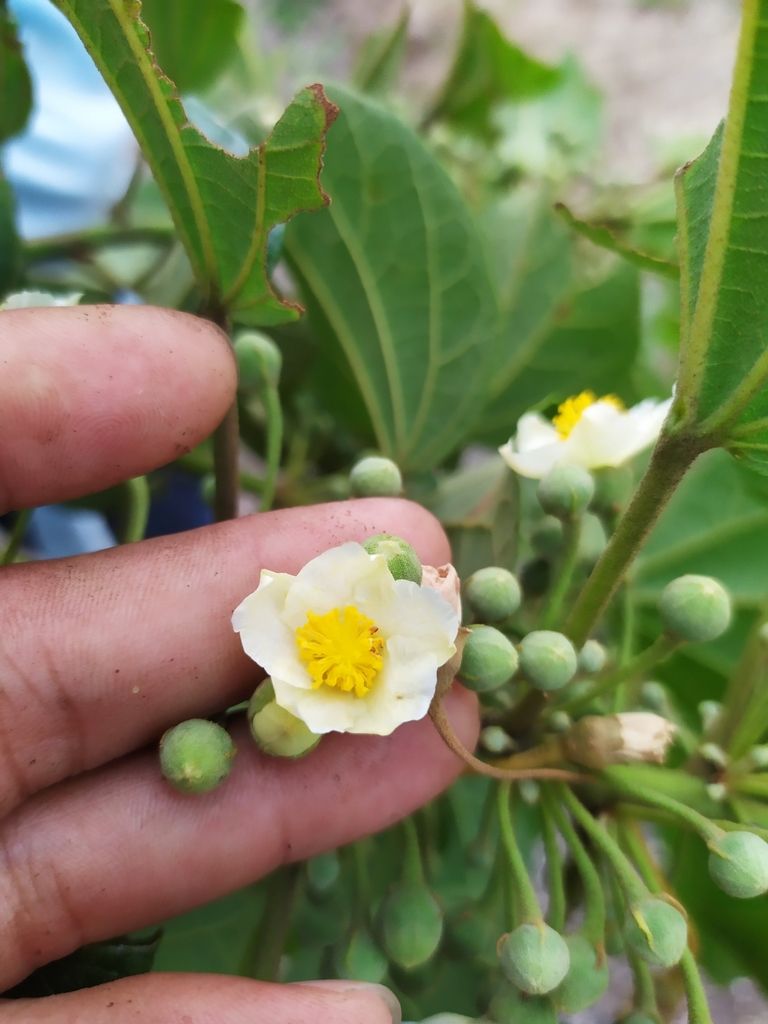 Una mano sostiene una flor blanca de hool junto a un racimo de frutos verdes.