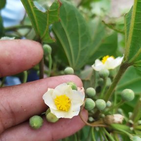 Una mano sostiene una flor blanca de hool junto a un racimo de frutos verdes.