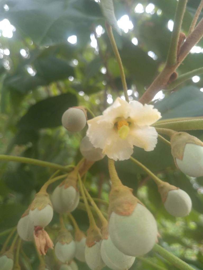 Flor blanca de hool ya marchita entre los frutos verdes y redondos de la rama.