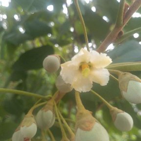 Flor blanca de hool ya marchita entre los frutos verdes y redondos de la rama.