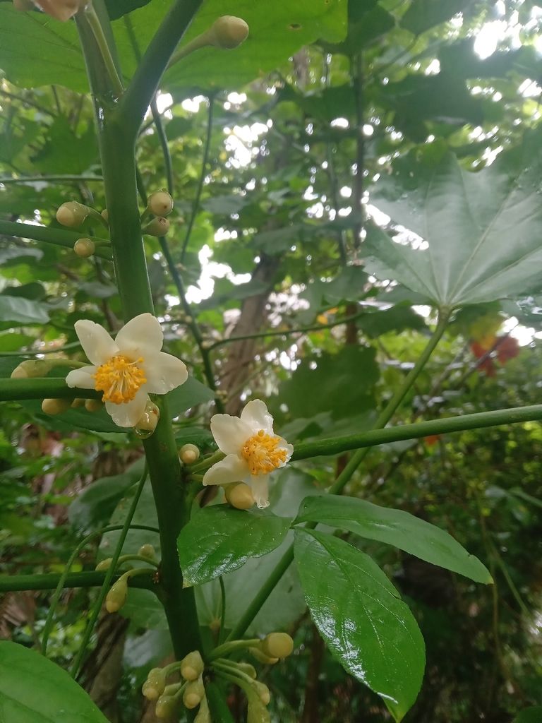 Dos flores blancas de centro amarillo de hool abiertas entre las hojas.