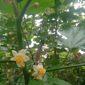 Dos flores blancas de centro amarillo de hool abiertas entre las hojas.