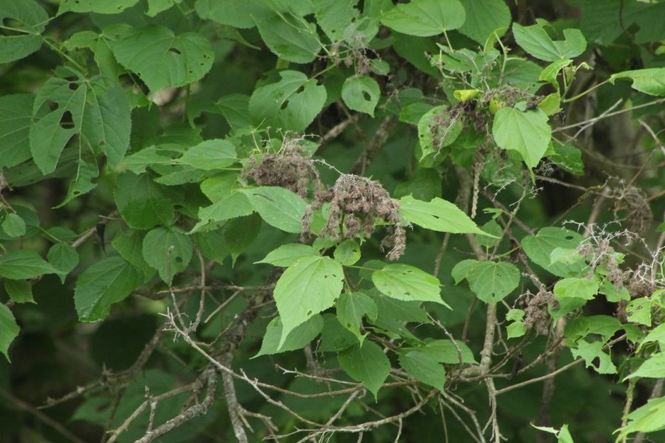 Racimos de frutos secos y erizados de jonote entre las hojas verdes.