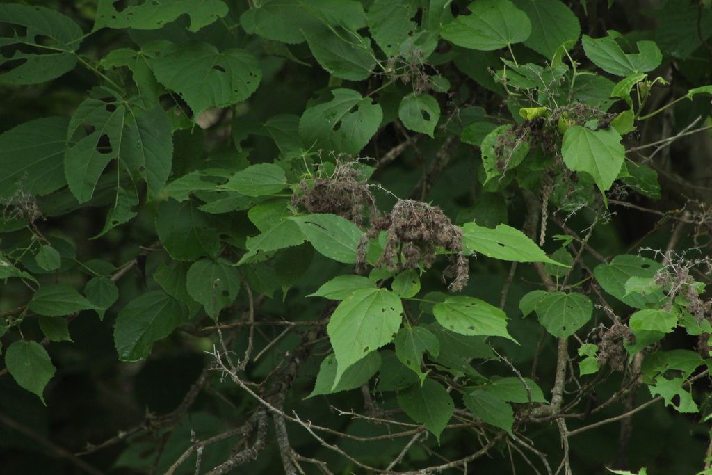 Frutos pardos y peludos de jonote agrupados sobre las ramas del árbol.