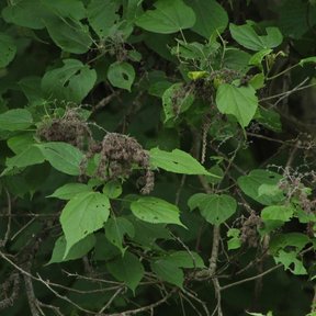 Frutos pardos y peludos de jonote agrupados sobre las ramas del árbol.