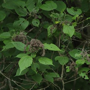Racimos de fruto seco de jonote entre hojas grandes y acorazonadas.