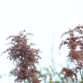 Copa de jonote cubierta de frutos secos recortada contra un cielo blanco.
