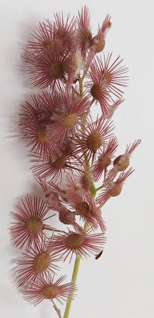 Fruto de jonote de cerca, rosado y erizado de pelos largos, sobre fondo claro.