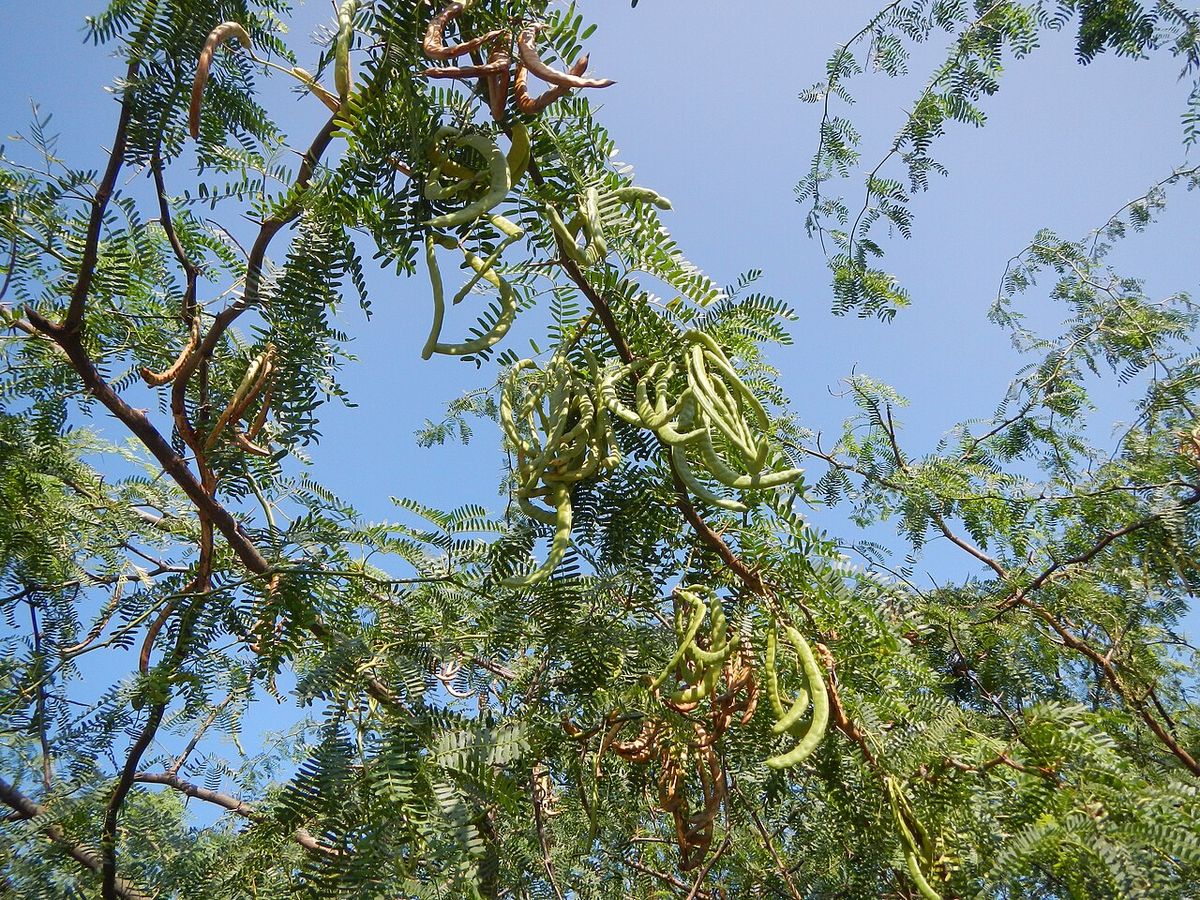 Vainas verdes y alargadas de huizache colgando entre el follaje bipinnado.