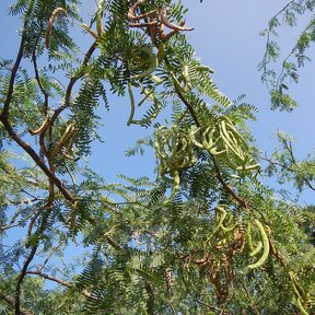 Vainas verdes y alargadas de huizache colgando entre el follaje bipinnado.