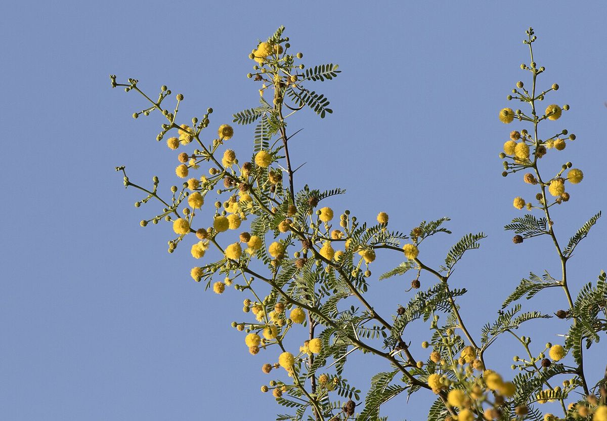 Cabezuelas amarillas de huizache alineadas sobre las ramas contra el cielo.
