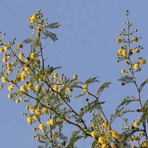 Cabezuelas amarillas de huizache alineadas sobre las ramas contra el cielo.