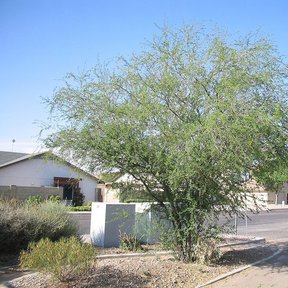 Huizache de copa ancha y follaje fino junto a una casa, al borde de la calle.