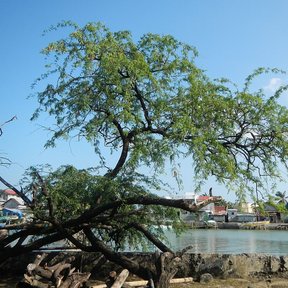 Huizache de tronco inclinado creciendo a la orilla del mar, sobre leña apilada.