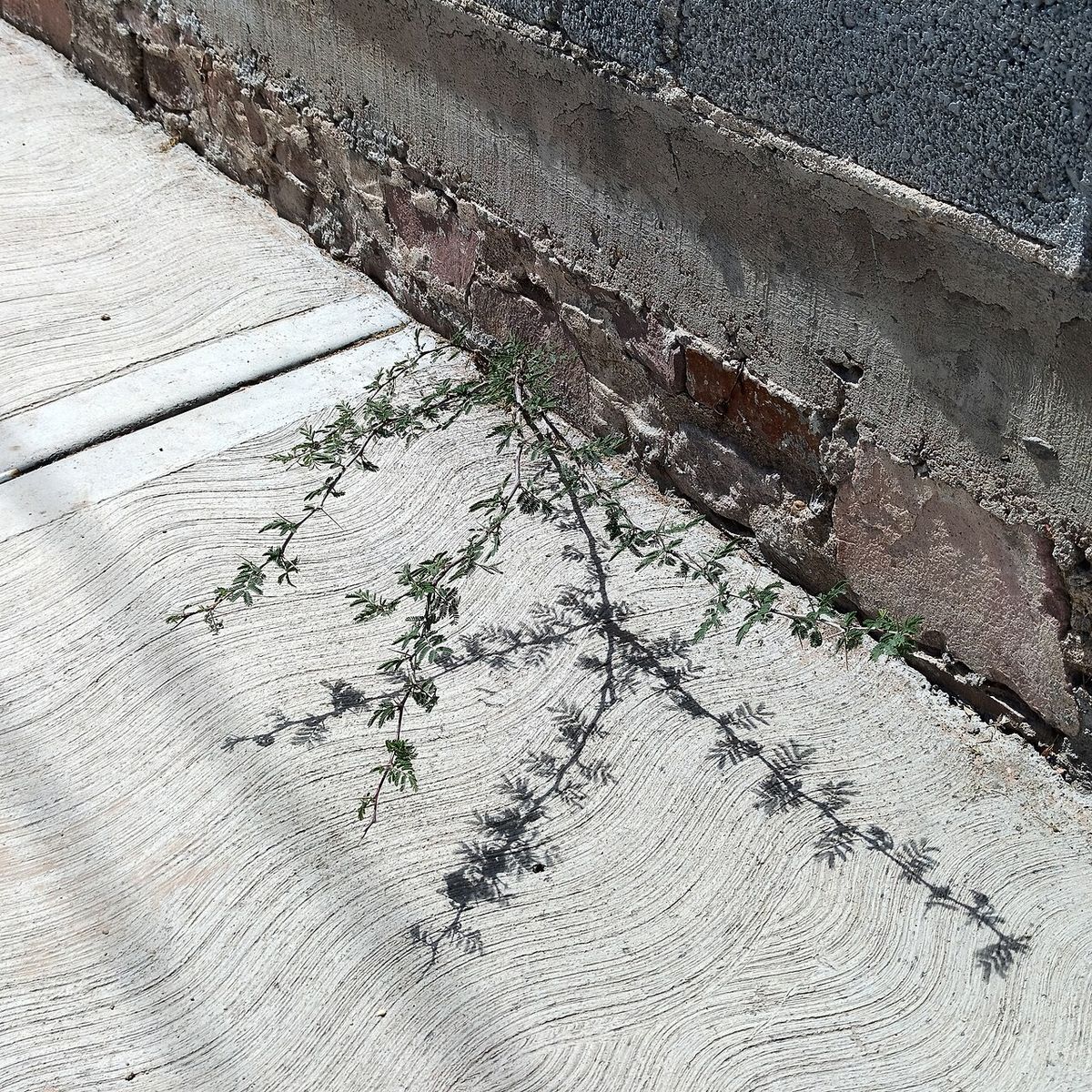 Plántula de huizache brotando de la junta entre una banqueta y un muro.