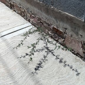 Plántula de huizache brotando de la junta entre una banqueta y un muro.