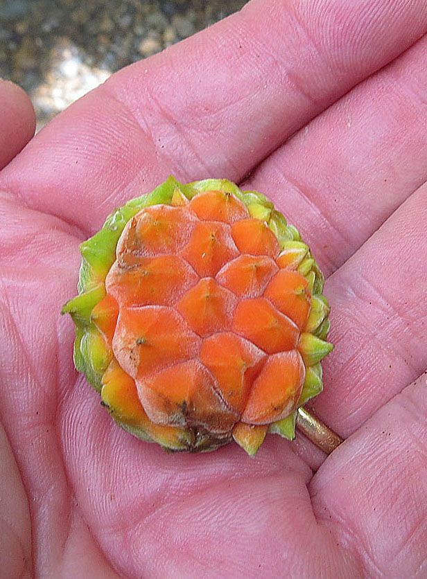 Una mano sostiene un fruto anaranjado y escamoso de hule recién abierto.