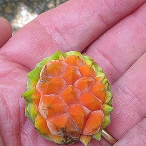 Una mano sostiene un fruto anaranjado y escamoso de hule recién abierto.