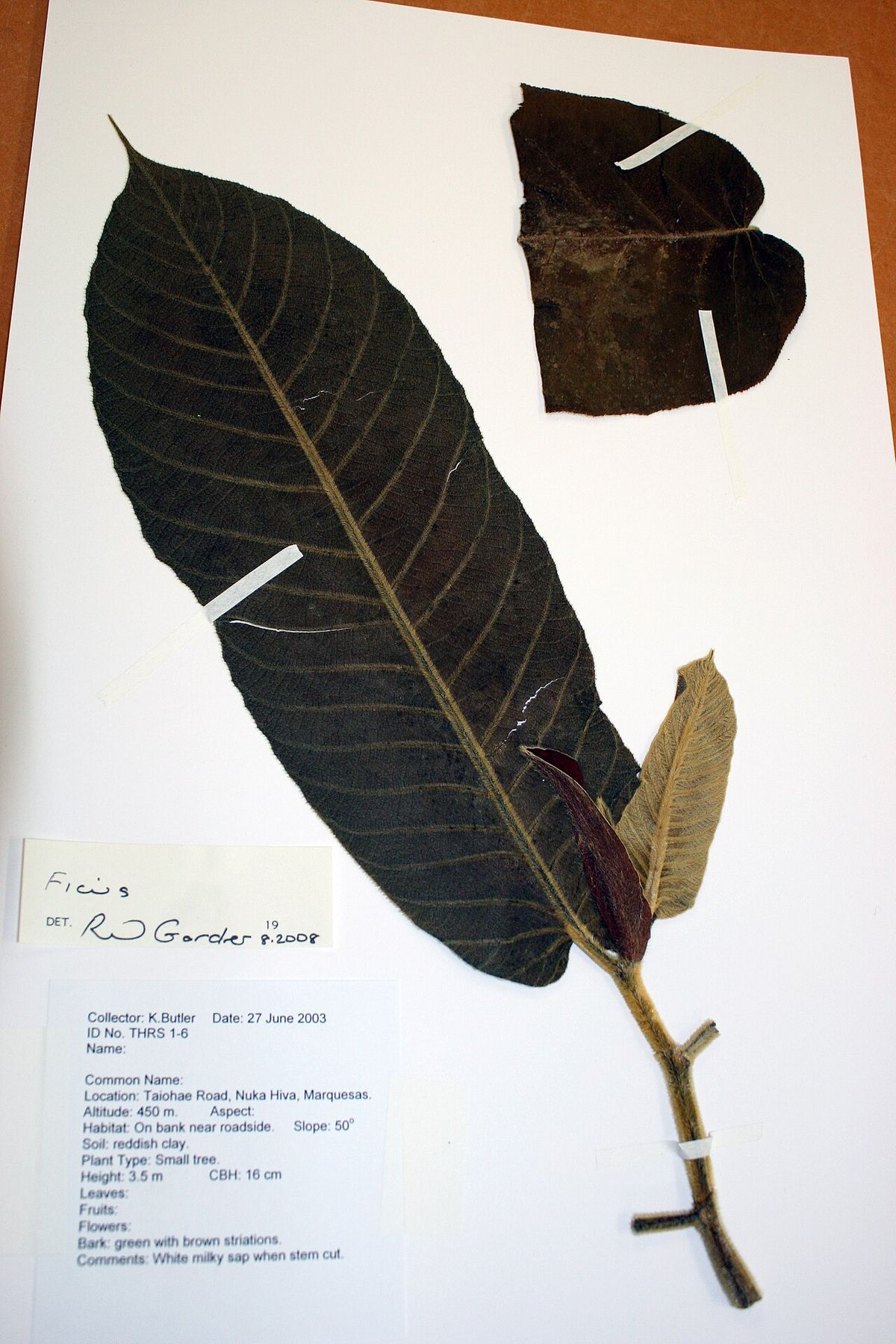 Pliego de herbario con una hoja seca de hule y su etiqueta manuscrita.
