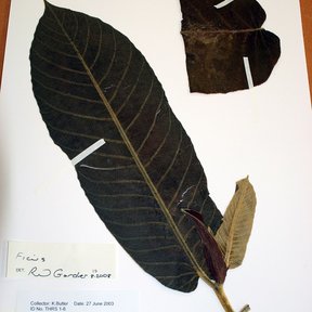 Pliego de herbario con una hoja seca de hule y su etiqueta manuscrita.