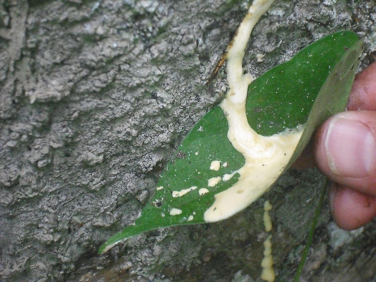 Látex blanco escurriendo del corte hecho en la corteza de un árbol de hule.