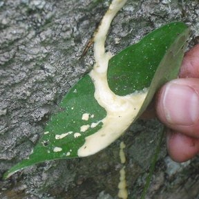 Látex blanco escurriendo del corte hecho en la corteza de un árbol de hule.