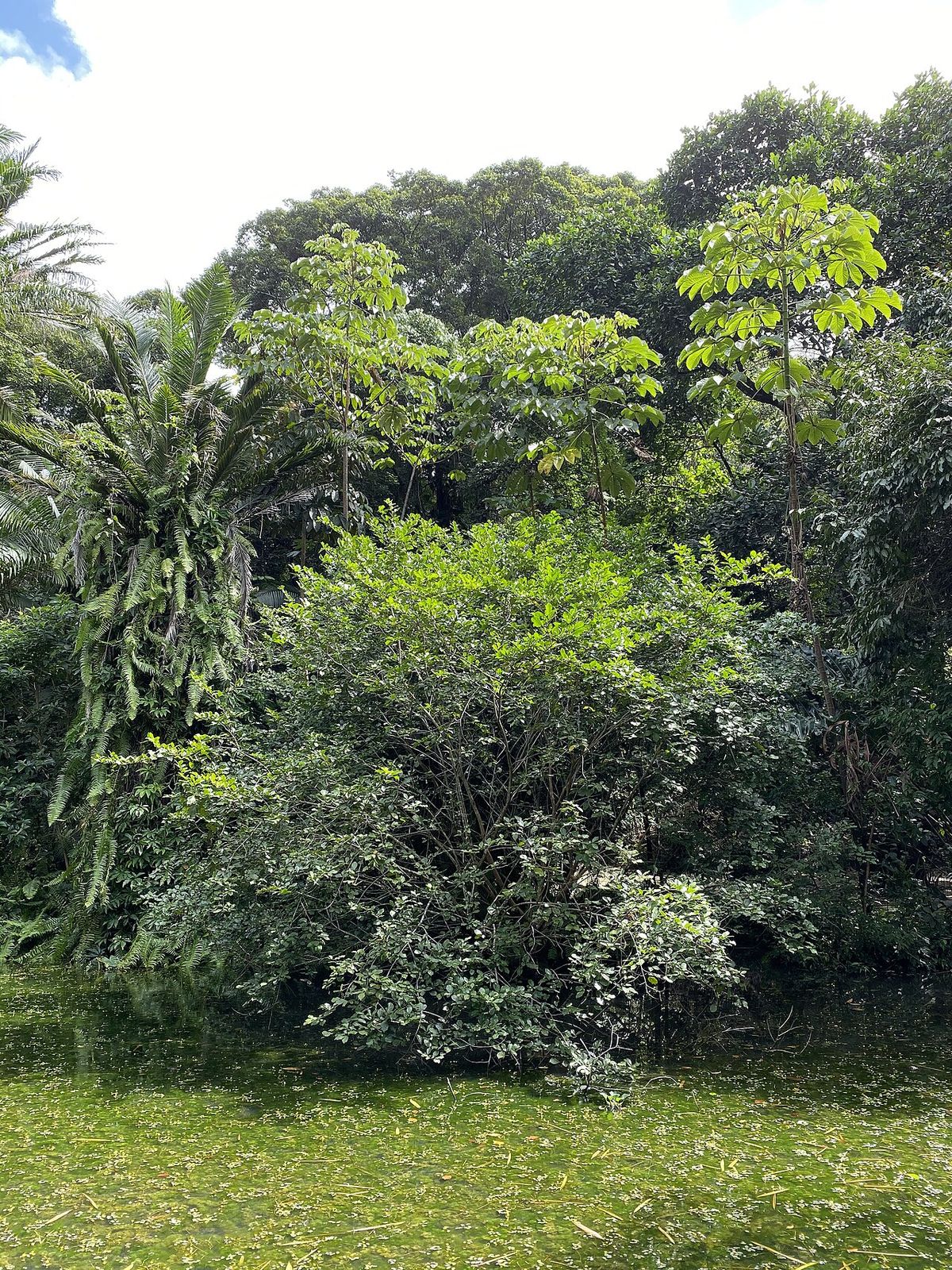 Hule de copa densa y redonda creciendo sobre el pasto de un jardín.