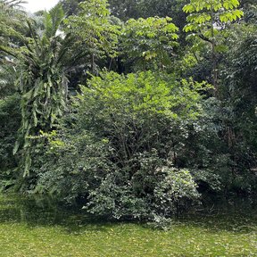 Hule de copa densa y redonda creciendo sobre el pasto de un jardín.