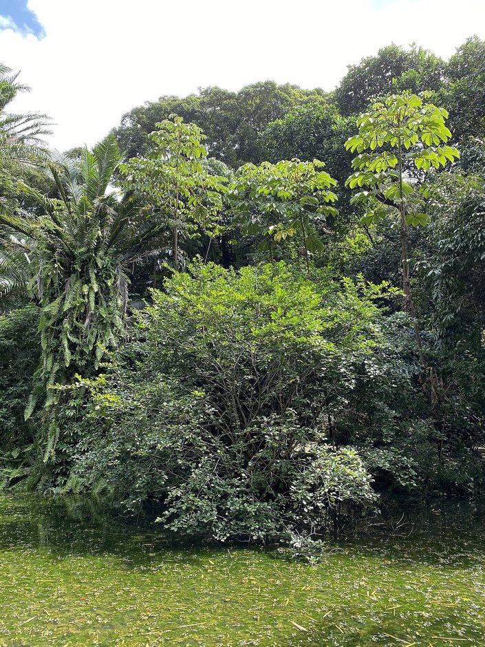 Hule de copa densa y redonda creciendo sobre el pasto de un jardín.