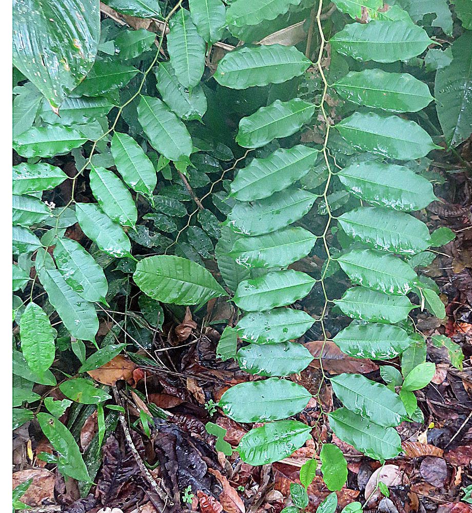 Follaje de hule con las hojas anchas abiertas en el sotobosque húmedo.