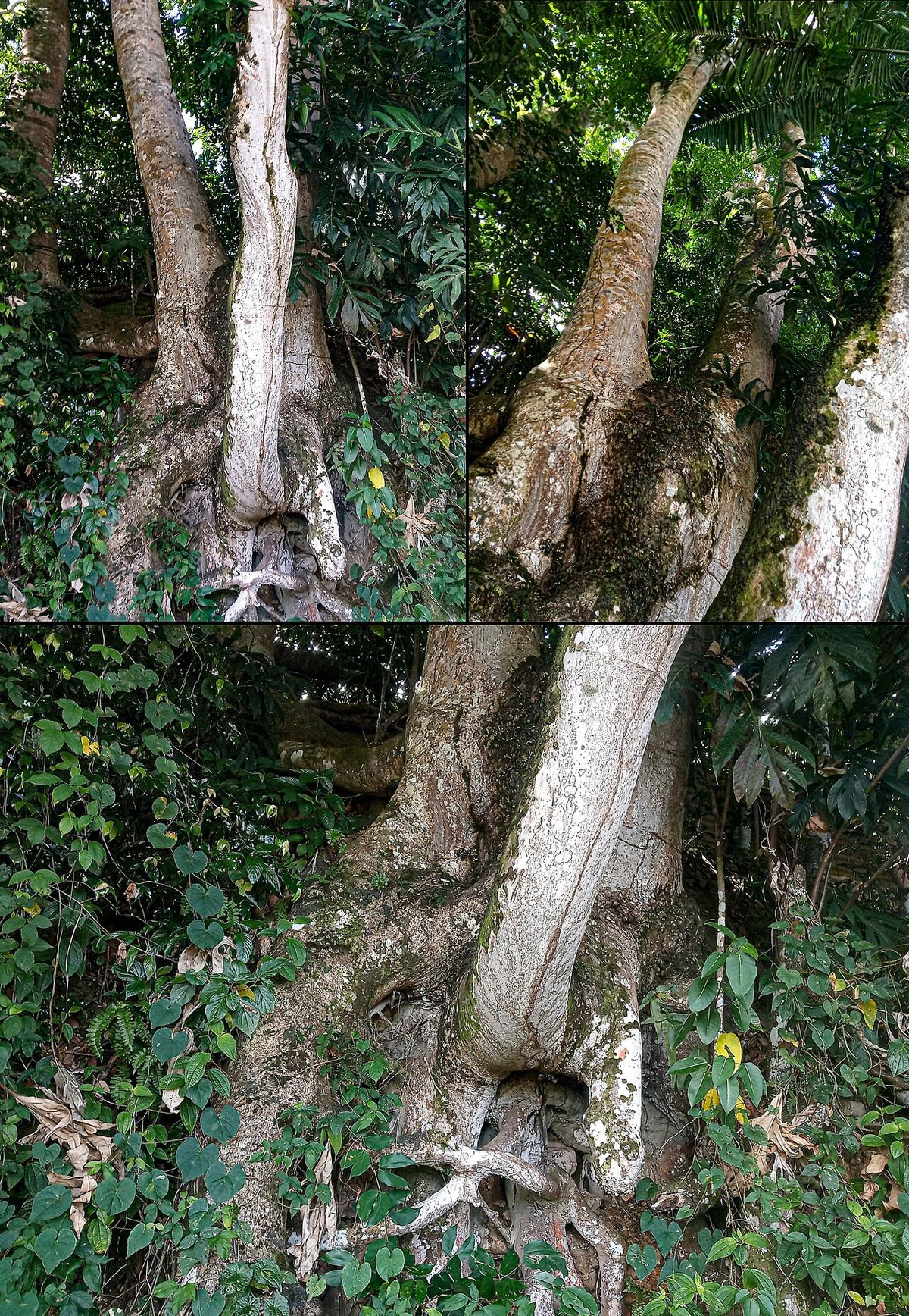 Composición de tres fotografías del tronco de un cuapinole cubierto de hiedra.