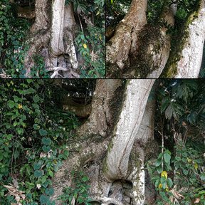 Composición de tres fotografías del tronco de un cuapinole cubierto de hiedra.