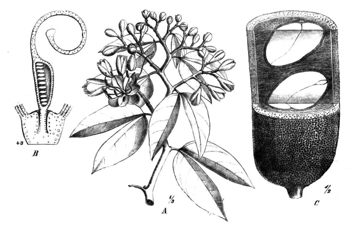 Grabado botánico del cuapinole con la flor, la hoja y un corte de la vaina.