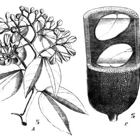 Grabado botánico del cuapinole con la flor, la hoja y un corte de la vaina.