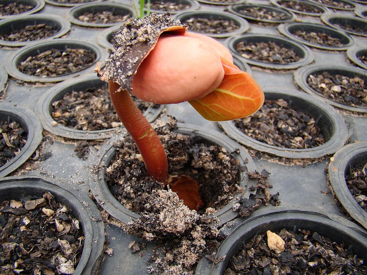 Plántula de cuapinole recién germinada en una charola de vivero.