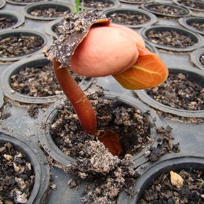 Plántula de cuapinole recién germinada en una charola de vivero.