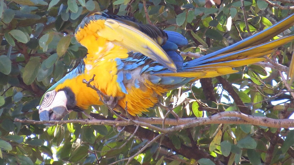 Una guacamaya azul y amarilla posada entre las ramas de un cuapinole.